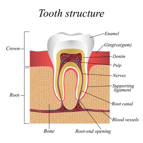 Affordable Root Canal Therapy: A Wise Investment in Your Oral Health